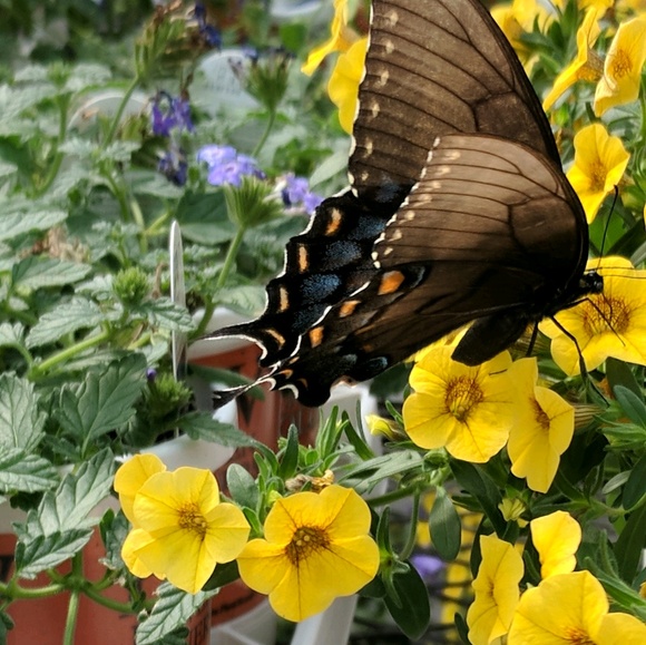 Meet your Posher, Melissa - Picture 1 of 1